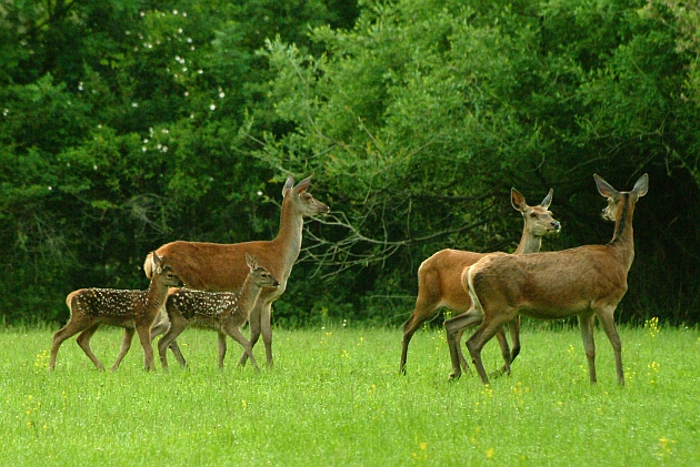 PASSIONE PER IL CERVO